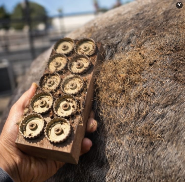 🐎 Horse Grooming Brush with Rolling Teeth